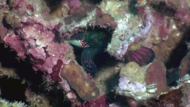 A mandarin dragonet, with its vibrant colors, hides and peeks from a coral reef. This was discovered while diving in Anilao, Philippines.