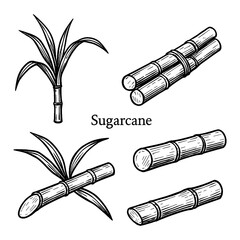 Sugarcane Stalks, Leaves, and Cross-Section in Vintage Botanical Engraving Style, Transparent Background