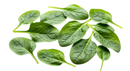 Fresh Spinach Leaves with Water Droplets on Black Background