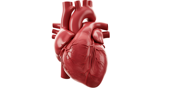 Realistic 3D Render Of A Human Heart With Blood Vessels anatomy medical isolated on a transparent background - Powered by Adobe
