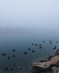 A quiet, foggy morning on the lake. A flock of birds on the water disappears into the white haze. A melancholic autumn or winter landscape. A feeling of serenity, silence, and oneness with nature.