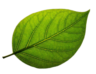 Leaf Vein Structure Close-Up Showing Intricate Patterns and Natural Texture, transparent background png