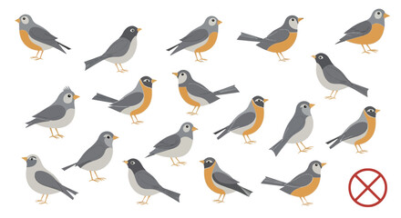 set of different birds