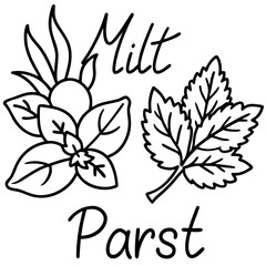 Obraz premium Black and white line art of herbs and leaves isolated on
