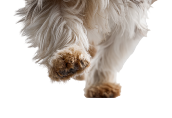 Close-up of a dog's paws and legs in motion.  Fluffy, light-tan fur.  Distinct brown paws