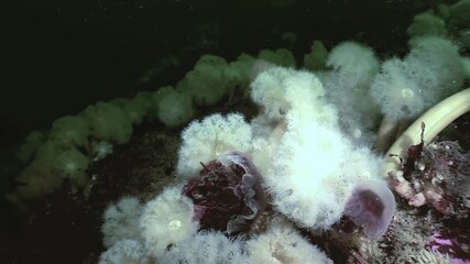 Beneath the icy waters of the Arctic, a Metridium Senile sea anemone consumes a Lion's Mane Jellyfish. Watch as it uses its tentacles to slowly ingest the jellyfish for a meal.