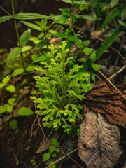 Vibrant Green Fern Sprouting Amidst Forest Undergrowth with Fallen Leaves and Lush Foliage.