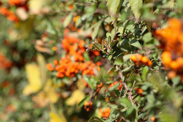 Beautiful close-up of Pyracantha crenulata berries glowing in the sunlight with soft bokeh background.