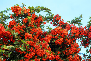 Close-up detail of Pyracantha crenulata berries growing on branches, representing vibrant autumn nature.