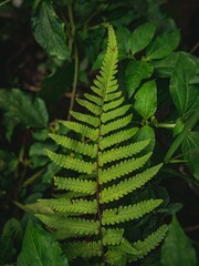 Lush Green Fern Frond Amidst Dense Foliage in Natural Setting.