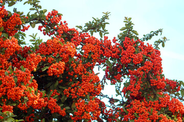Natural close-up of Pyracantha crenulata bush bearing ripe red fruits, perfect for illustrating autumn or wildlife food.