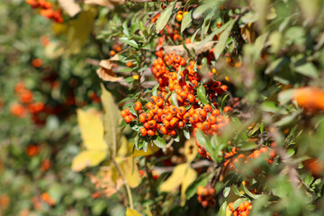 Cluster of ripe red Pyracantha berries in focus against green leaves, symbolizing autumn and natural abundance.