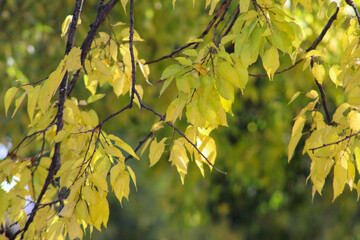 Close-up of Celtis occidentalis tree leaves turning bright yellow in autumn sunlight, symbolizing seasonal change in nature.