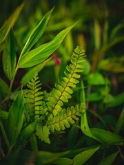 Close-up of lush green fern fronds and bamboo leaves in a tropical garden.