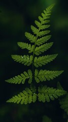 Close-up of a vibrant green fern frond with intricate details against a dark background.