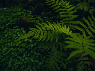 Lush Green Fern Fronds in Moody Forest Lighting.