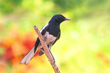  Dajaldrossel in Thailand