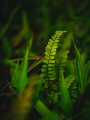 Lush Green Fern Leaf in a Vibrant Forest Environment.