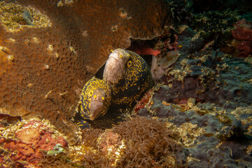 Two snowflake moray eels, Echidna nebulosa, peering out from a coral reef crevice by Verde Island, Philippines