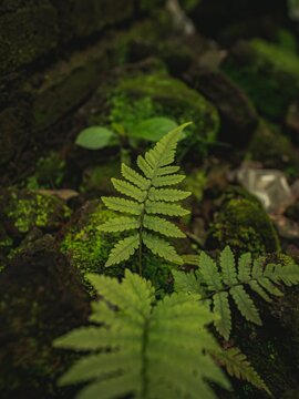 Lush Green Ferns Thriving in a Shaded Forest Environment.