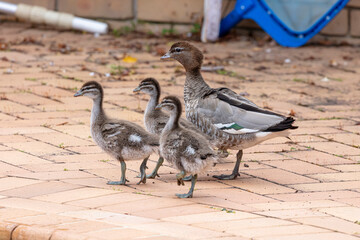 Photograph of a family of Australian Wood Ducks walking around in the sunshine on bricks near a swimming pool in the Blue Mountains in NSW, Australia.