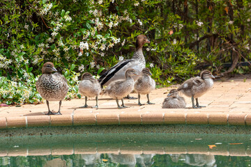 Photograph of a family of Australian Wood Ducks walking around in the sunshine on bricks near a swimming pool in the Blue Mountains in NSW, Australia.