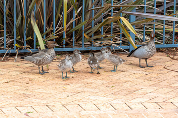 Photograph of a family of Australian Wood Ducks walking around in the sunshine on bricks near a swimming pool in the Blue Mountains in NSW, Australia.
