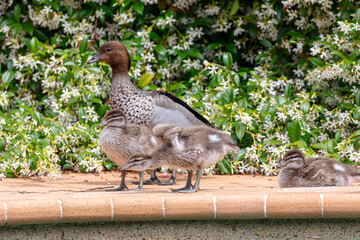 Photograph of a family of Australian Wood Ducks walking around in the sunshine on bricks near a swimming pool in the Blue Mountains in NSW, Australia.