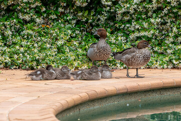 Photograph of a family of Australian Wood Ducks walking around in the sunshine on bricks near a swimming pool in the Blue Mountains in NSW, Australia.
