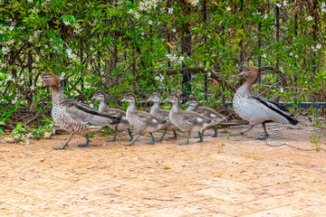 Photograph of a family of Australian Wood Ducks walking around in the sunshine on bricks near a swimming pool in the Blue Mountains in NSW, Australia.
