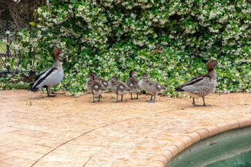 Photograph of a family of Australian Wood Ducks walking around in the sunshine on bricks near a swimming pool in the Blue Mountains in NSW, Australia.