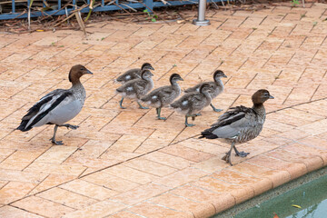 Photograph of a family of Australian Wood Ducks walking around in the sunshine on bricks near a swimming pool in the Blue Mountains in NSW, Australia.