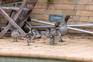 Photograph of a family of Australian Wood Ducks walking around in the sunshine on bricks near a swimming pool in the Blue Mountains in NSW, Australia.
