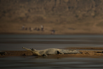 The gharial (Gavialis gangeticus) | Critically endangered croc | gavial or fish-eating crocodile | Humans using the same landscape with the gharial (croc) | conservation