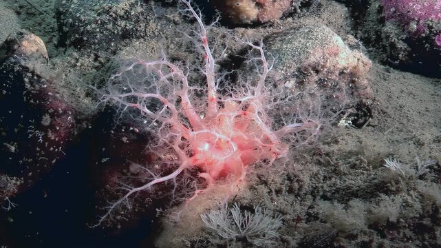 Observe a captivating Cucumaria miniata, commonly known as the orange sea cucumber, in its natural Arctic habitat. See it gracefully filtering plankton from the water to sustain itself.