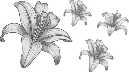 Elegant monochrome lily flower line drawing illustration with detailed petals, botanical contour artwork, minimalist floral design for decorative vector use