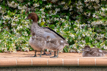 Photograph of a family of Australian Wood Ducks walking around in the sunshine on bricks near a swimming pool in the Blue Mountains in NSW, Australia.