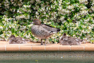 Photograph of a family of Australian Wood Ducks walking around in the sunshine on bricks near a swimming pool in the Blue Mountains in NSW, Australia.