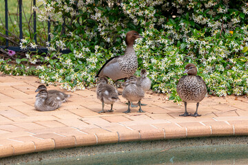 Photograph of a family of Australian Wood Ducks walking around in the sunshine on bricks near a swimming pool in the Blue Mountains in NSW, Australia.