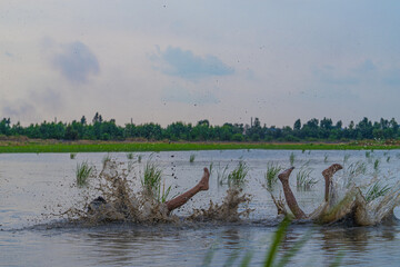Vietnamese Youth Playing Football in Flooded Rice Field