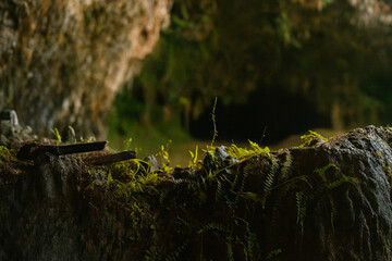 Close-up view of green moss growing on wet cave rock with dark mysterious background and dramatic natural lighting. Ideal for nature ads, survival themes, eco branding, textures, posters, game design