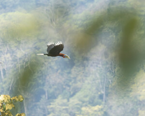 Rufous-necked Hornbill in flight | Royal Manas, Bhutan