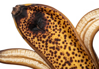 Closeup of a ripe banana peel with brown spots, indicating spoilage, isolated on transparent background the fruit shows signs of decay and overripeness