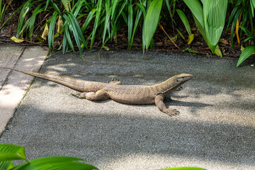 A lizard on the path in the Singapore Botanic Gardens, Singapore, Southeast Asia