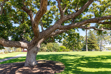 A large spreading tree in Kings Park & Botanic Garden, Perth, Western Australia, WA, Australia