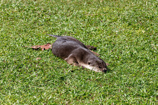 An otter asleep beside the Eco Lake in the Singapore Botanic Gardens, Singapore, Southeast Asia