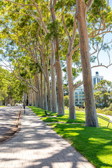 Trees along Fraser Avenue in Kings Park & Botanic Garden, Perth, Western Australia, WA, Australia
