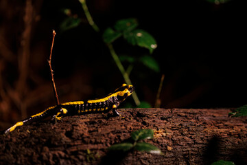 Salamandre
