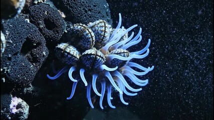 Close-up of a vibrant blue sea anemone with pulsating tentacles and textured body - Powered by Adobe