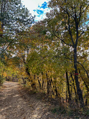 Obraz premium Scenic forest trail covered with autumn leaves, illuminated by soft sunlight filtering through the trees—ideal for nature, hiking, and seasonal outdoor themes.